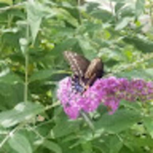 Meet your Posher, Chrissy